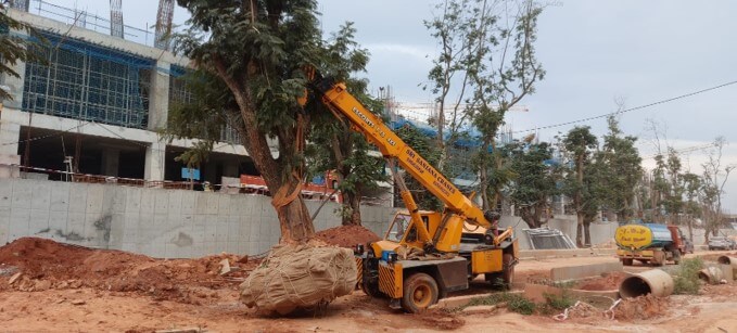 Tree Transplantation